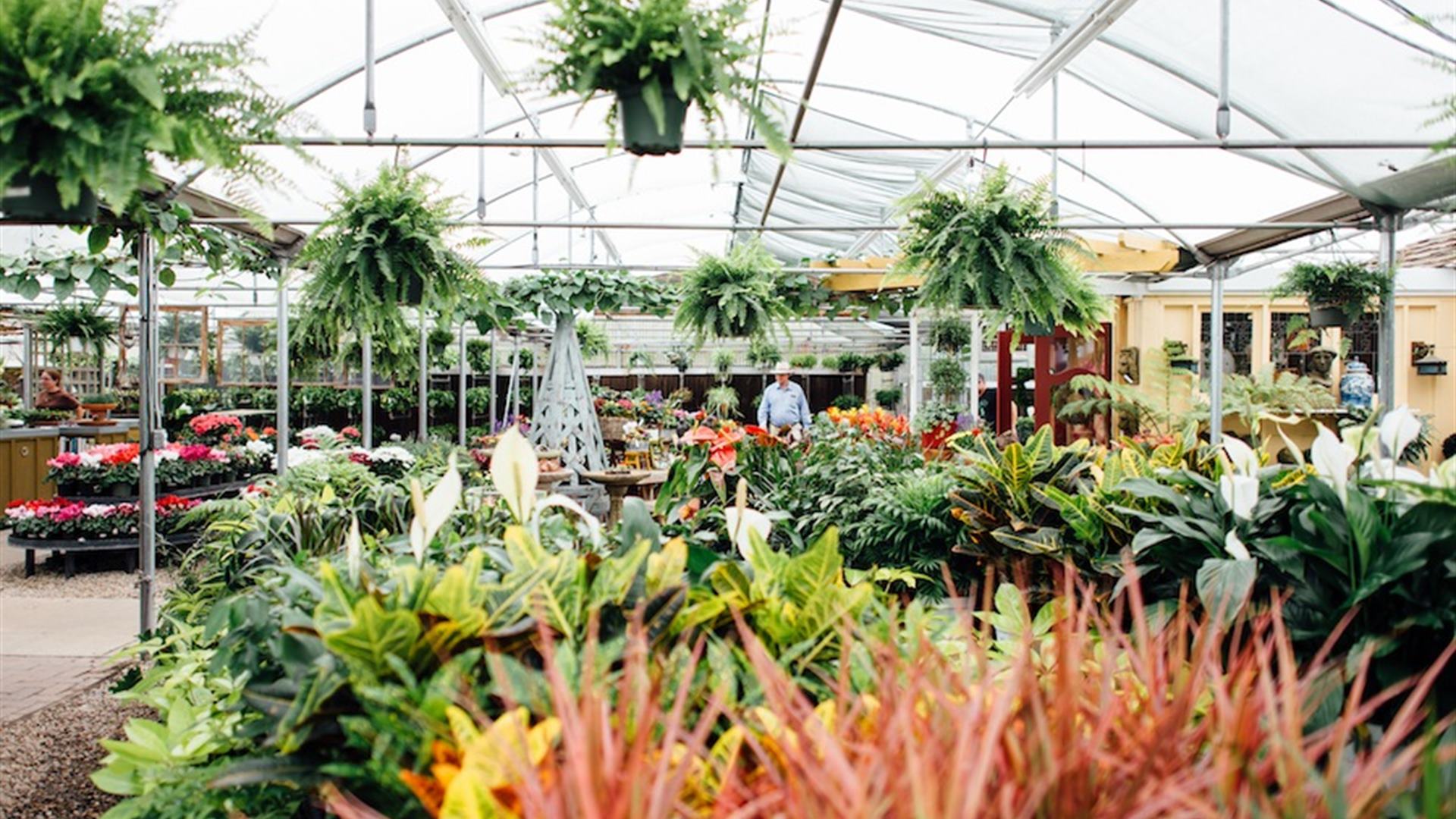 Cactus & Tropicals Green With Envy